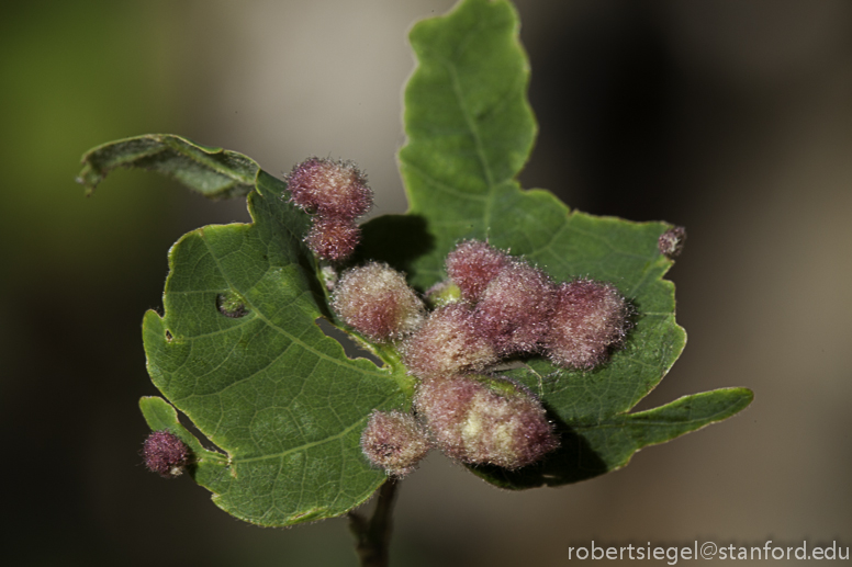 pink growth